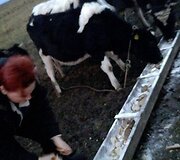 Gyvūnų gelbėtojai susirūpino &Scaron;ilutės rajono laukuose aptiktais galvijais