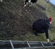 Gyvūnų gelbėtojai susirūpino &Scaron;ilutės rajono laukuose aptiktais galvijais