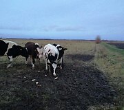 Gyvūnų gelbėtojai susirūpino &Scaron;ilutės rajono laukuose aptiktais galvijais