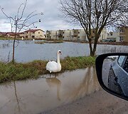 Užlieti sklypai Romainiuose
