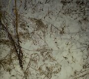 Pasieniečių sugauti brakonieriai spendė spąstus