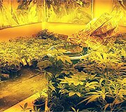 Ispanijoje pareigūnai aptiko 5 kanapių auginimo plantacijas