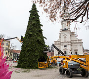 Kaune statoma Kalėdų eglė