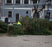 Kaune statoma Kalėdų eglė