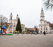 Kaune statoma Kalėdų eglė