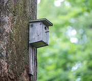 Kauno ąžuolyno parkas