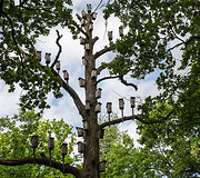 Kauno ąžuolyno parkas