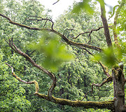 Kauno ąžuolyno parkas