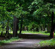 Kauno ąžuolyno parkas