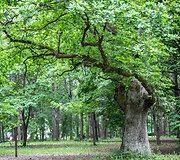 Kauno ąžuolyno parkas