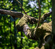 Kauno ąžuolyno parkas