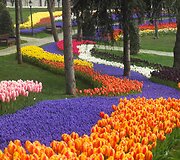 Tulpių festivalis Stambule
