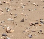 Archeologiniai tyrinėjimai Peru