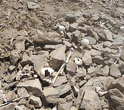Archeologiniai tyrinėjimų Peru metu rasti kaulai ir kaukolės
