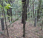 Buvusios laisvamanių kapinių tvoros likučiai