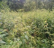 Dilgėlės, kurias tenka prasibrauti žengiant link kapavietės