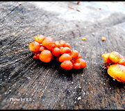 Nuotraukos pavadinimas