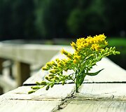 Fotokonkursas &bdquo;Žalia vasara&ldquo;: pasigrožėkite skaitytojų kadrais 