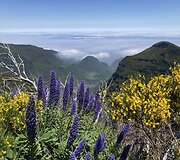 Madeira