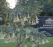 Parkas &bdquo;Brunnspark&ldquo;