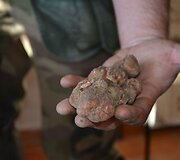 Baltieji trumai &ndash; trumų medžioklė