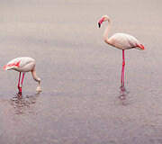 Flamingai