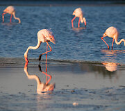 Flamingai