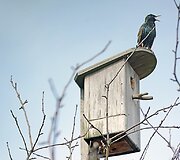 Pasigrožėkite: pavasaris skleidžiasi visu gražumu