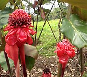 Arenal vulkano nacionalinis parkas