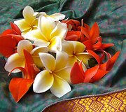Frangipani žiedai
