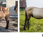 Kapucinas. I&scaron; pradžių savanoriai juokais kalbėjo, kad tai turbūt asiliukas. Jis net garsus skleidė, kaip asiliukas. Buvo labai baik&scaron;tus, nepasitikintis žmonėmis. Dabar jis sparčiai auga, keičiasi ir pagaliau darosi pana&scaron;us į tikrą arklį bei tampa tikru žmogaus draugu.