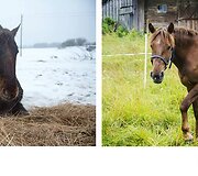 Kakava. Ji turėjo būti humani&scaron;kai užmigdyta, nes i&scaron;vežimo dieną pati nepajėgė atsistoti. Tinkama veterinarinė pagalba bei rūpestis ir dabar ji jaučiasi puikiai. O greičiausiai netgi turės kumeliuką bei taps mamyte.