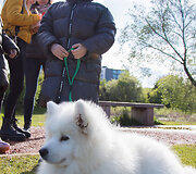 Benedikto svajonė - samojedas. LXM Media nuotr.