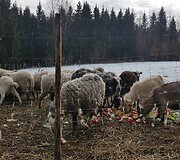 &bdquo;Tautmilės prieglaudose&rdquo; prieglobstį randa tiek laukiniai gyvūnai, tiek naminiai gyvuliai. &bdquo;Tautmilės globa&rdquo; nuotr.