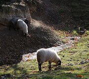&bdquo;Tautmilės prieglaudose&rdquo; prieglobstį randa tiek laukiniai gyvūnai, tiek naminiai gyvuliai. &bdquo;Tautmilės globa&rdquo; nuotr.