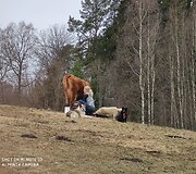 &bdquo;Tautmilės prieglaudose&rdquo; prieglobstį randa tiek laukiniai gyvūnai, tiek naminiai gyvuliai. &bdquo;Tautmilės globa&rdquo; nuotr.