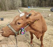&bdquo;Tautmilės prieglaudose&rdquo; prieglobstį randa tiek laukiniai gyvūnai, tiek naminiai gyvuliai. &bdquo;Tautmilės globa&rdquo; nuotr.