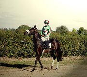 Sporto mėgėjus sutraukė Rie&scaron;ėje vykusios žirgų lenktynės. Martynos Navarackaitės nuotr.