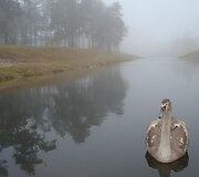 Gulbės