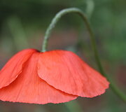 Aguonos