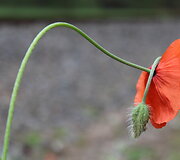 Aguonos