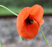 Aguonos