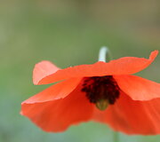 Aguonos