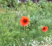 Aguonos