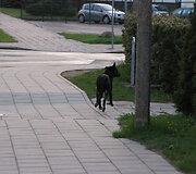 Įvykio vietoje
