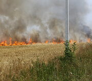 Liepsnojantys javų laukai