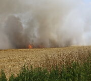 Liepsnojantys javų laukai