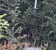Pasieniečiai perėmė dar vieną meteorologiniu balionu i&scaron; Baltarusijos atskraidintą cigarečių krovinį