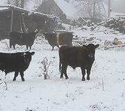 Snieguotas 2025 m. lapkričio 17-osios rytas Panevėžio rajone