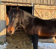 Žirgas Peronas ir jo gelbėjimo operacija